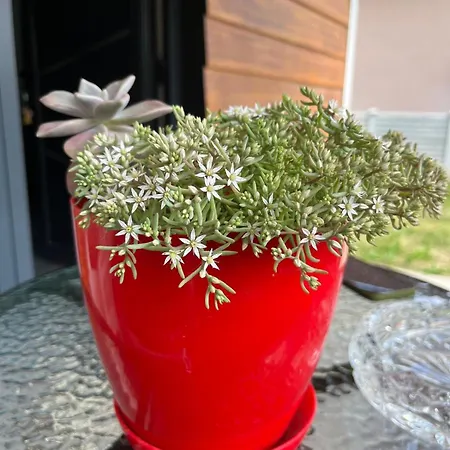 у максима Villa