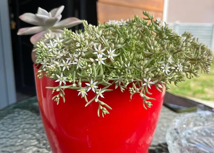 у максима Villa